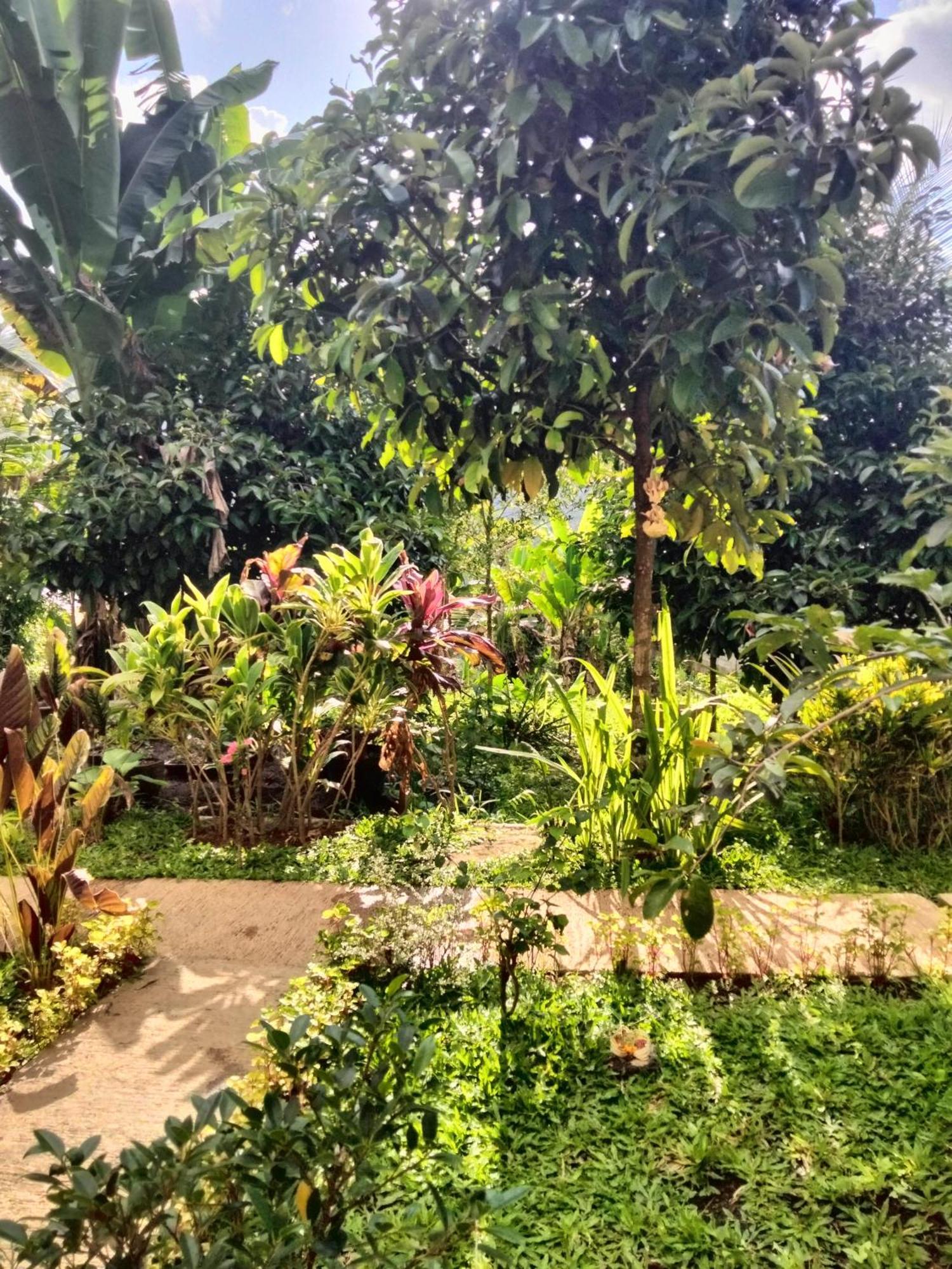 Buntera Homestay Sidemen ซิเดอมัน ภายนอก รูปภาพ